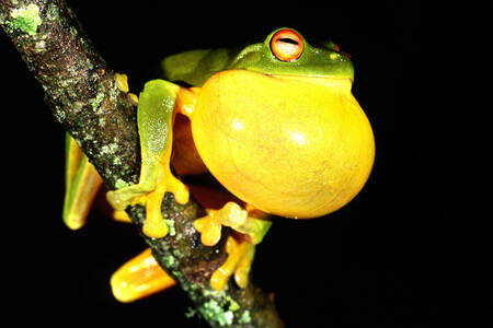 Male tree frog