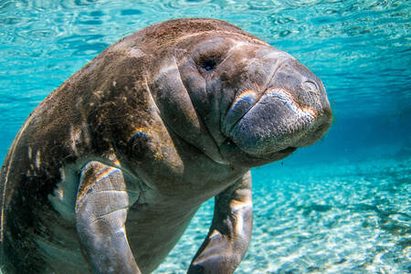 Florida Manatee