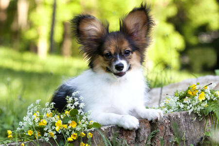 Papillon-puppy in het park