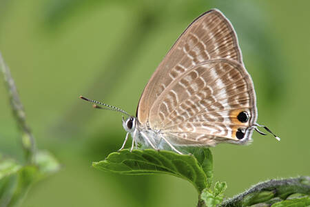 Exotický motýľ na zelenom liste