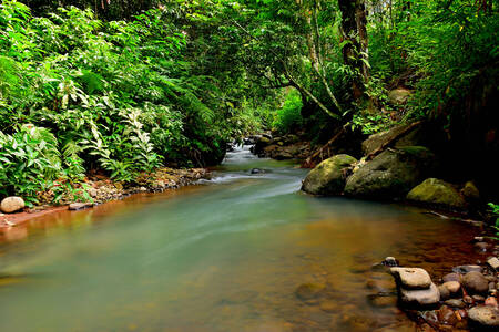 Un arroyo en la selva tropical