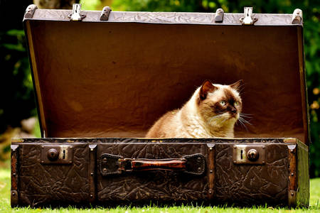 Macska egy bőröndben