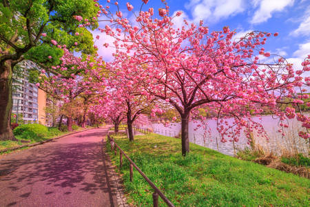 Blomstrende sakura i Tokyo