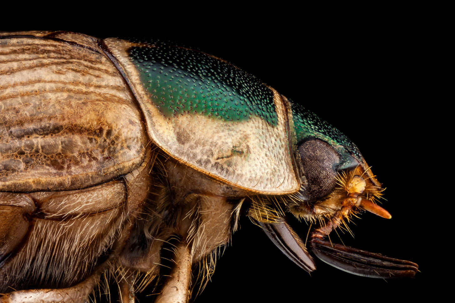 Japanese beetle.
