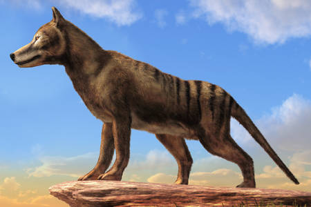 Marsupial wolf