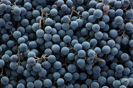 Синій виноград