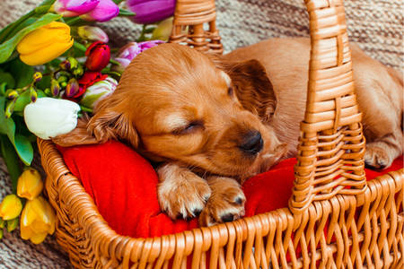 Cocker puppy sleeping in a basket