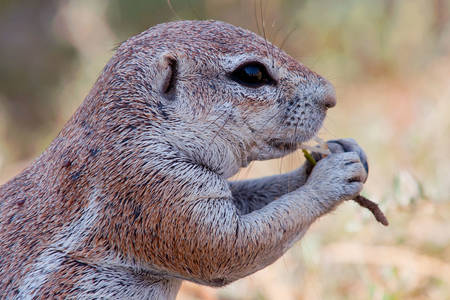 African gopher
