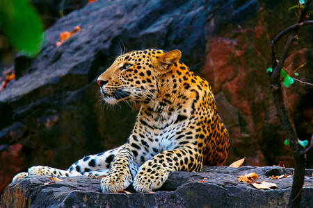 Indický leopard
