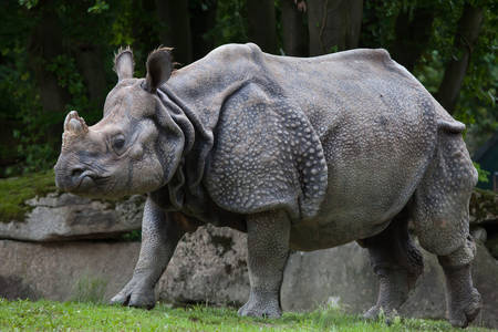 Indický nosorožec