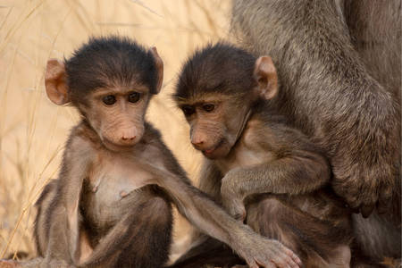 Детеныши обезьян