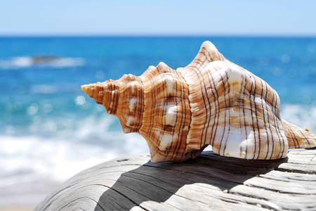 Shell on the background of the sea