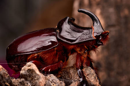 Носорог бръмбар