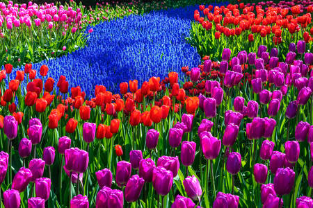 Jardim de tulipas