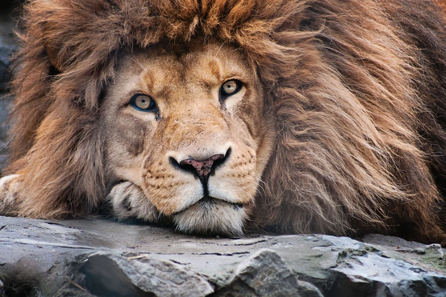The lion lies on the stone