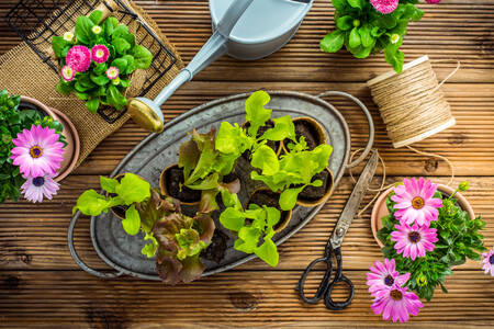 Top view garden flowers