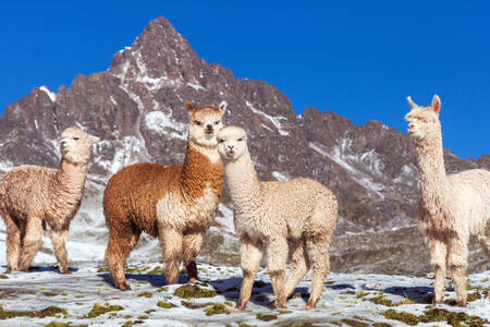 Лами у горах Перу