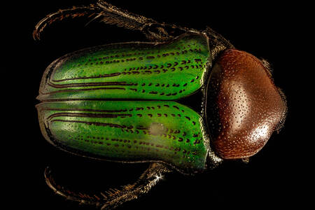 Green beetle on a black background