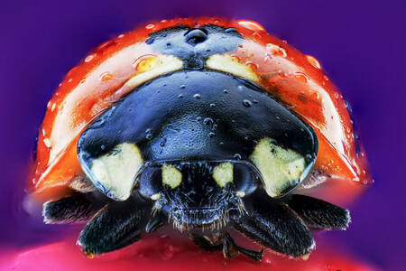 Bir uğur böceği makro fotoğrafı