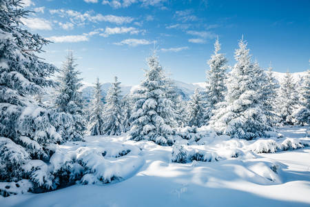 Carpathians in the snow
