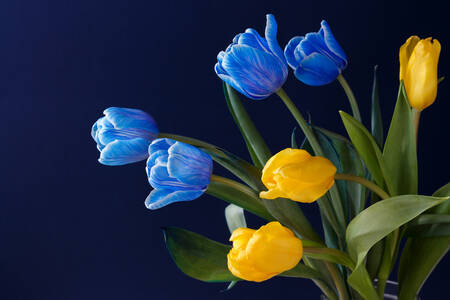 Modré a žlté tulipány
