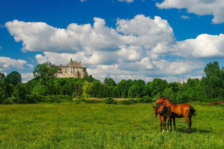 Schloss Olesko auf einem Hügel