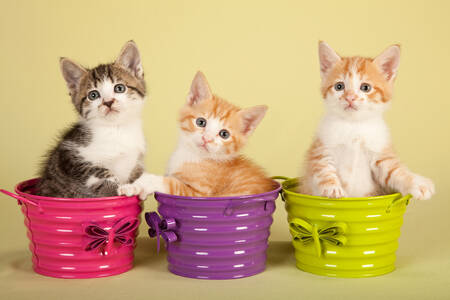 Koťátka v barevných kbelících
