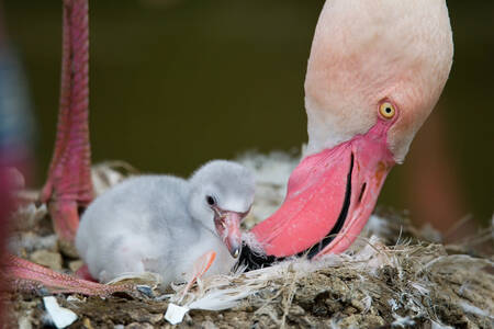 Flamingo chick with mother