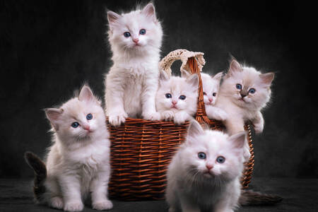 White kittens in a basket