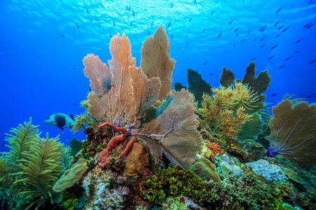 Karib-tengeri korallzátony