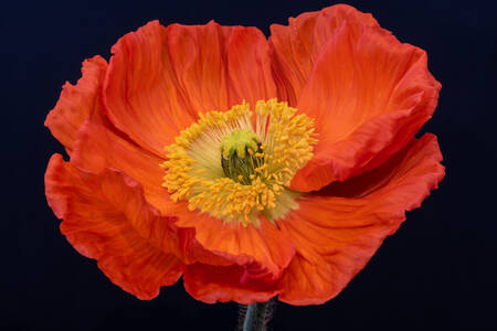 Макро снимка на червено цвете