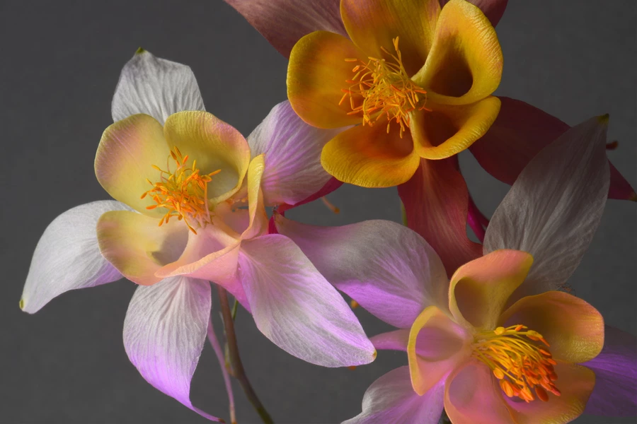 Flowers on a gray background