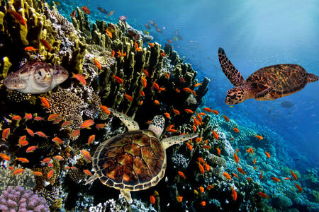 Tartarugas e peixes entre corais