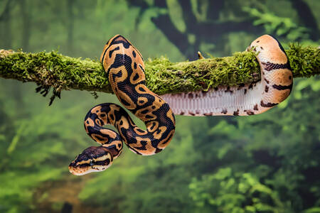 Python on a tree