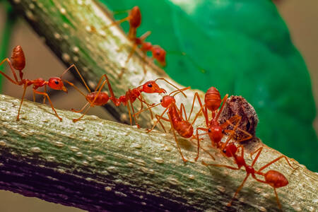 Formigas vermelhas