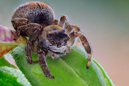 Скачащ паяк върху зелено листо