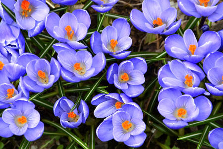 Crocuses in the grass