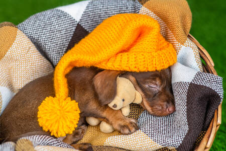 Uyuyan dachshund yavrusu