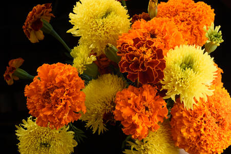 Fleurs de calendula