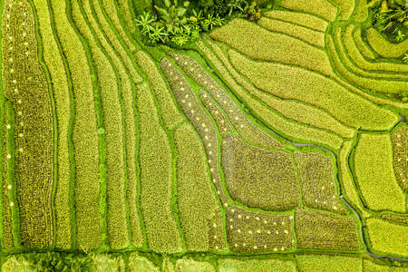 Vista para o terraço verde de arroz