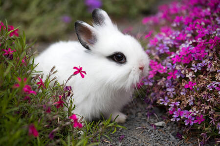 Rabbit in the garden