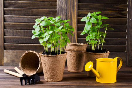 Green basil in pots