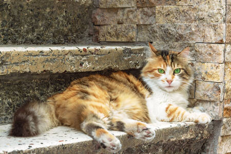 Seekor kucing berbaring di tangga