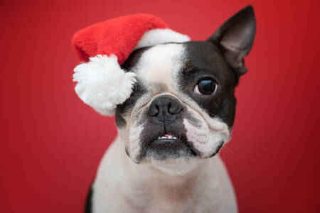 Boston Terrier con un sombrero de Año Nuevo