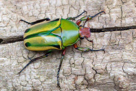 Scarab Beetle