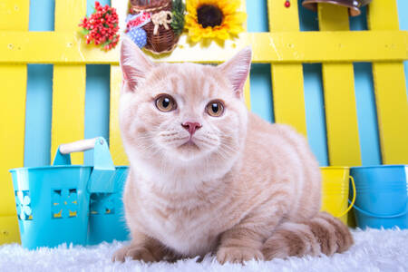 Cat against a bright background