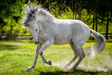 White Stallion