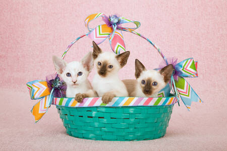 Siamese kittens in een mand