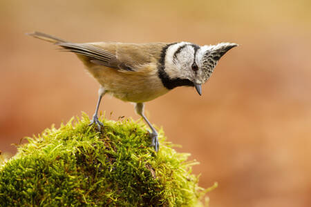 Little Crested Tit