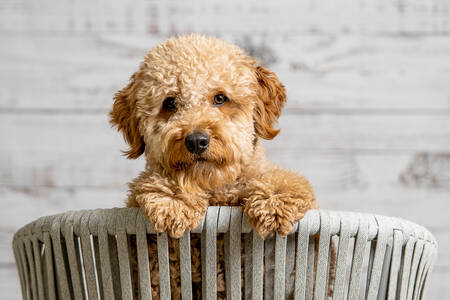 Golden Doodle Puppy